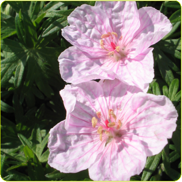 Geranium sanguineum